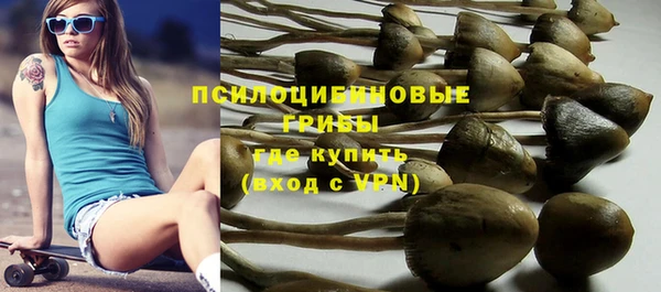 прущие грибы Абинск